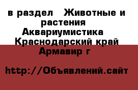  в раздел : Животные и растения » Аквариумистика . Краснодарский край,Армавир г.